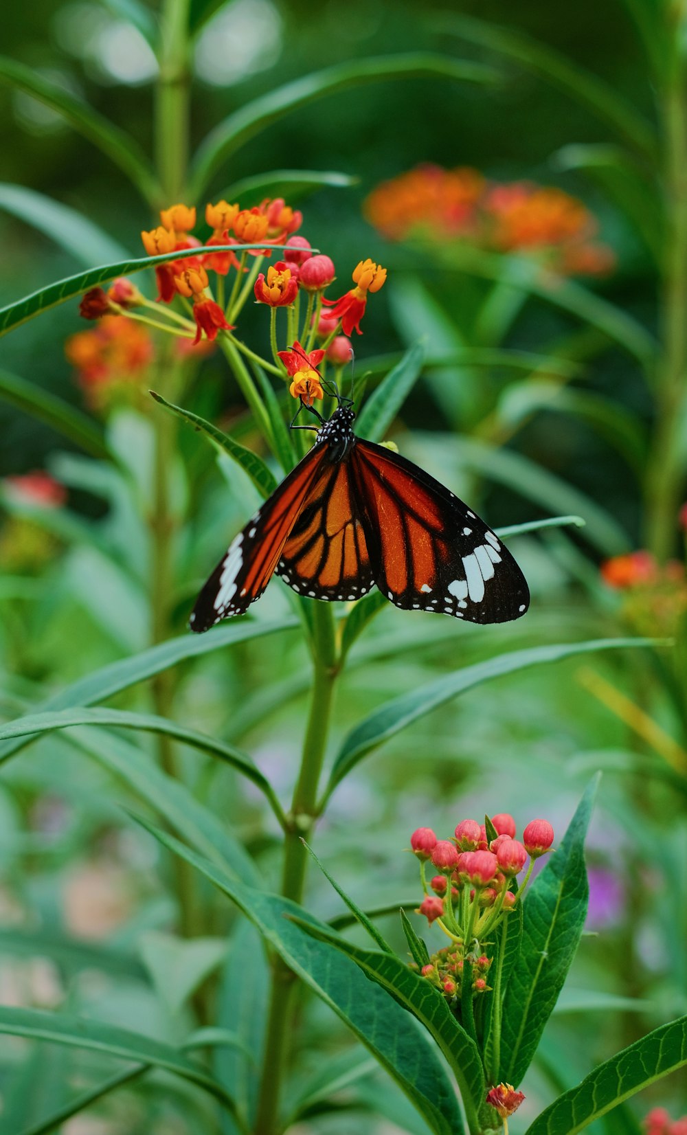 a butterfly that is sitting on a flower