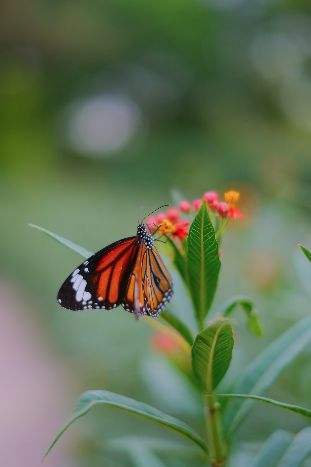 a butterfly that is sitting on a flower