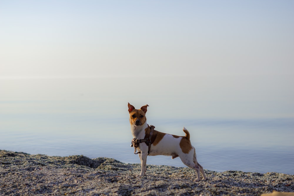 a brown and white dog standing on top of a hill