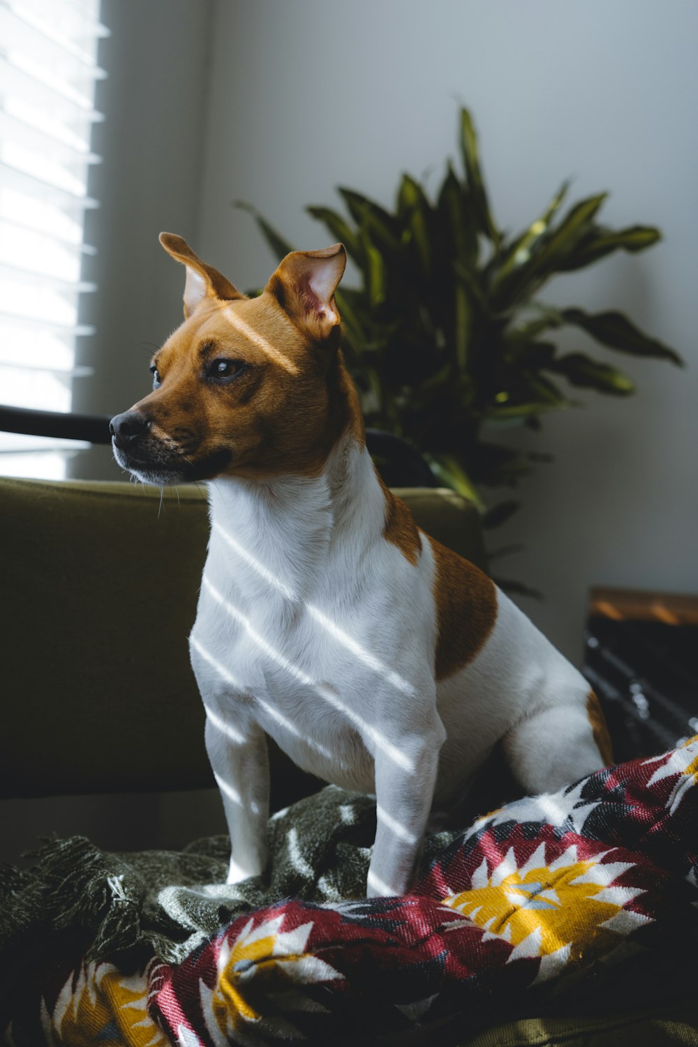 a brown and white dog sitting on top of a blanket