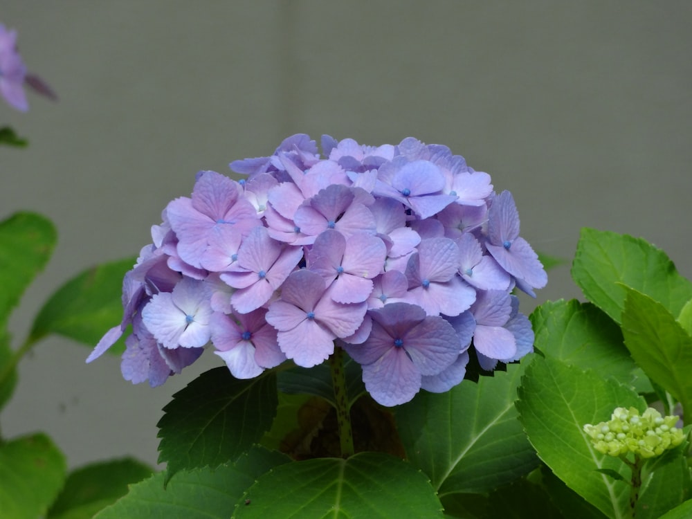 Un primer plano de una flor púrpura con hojas verdes