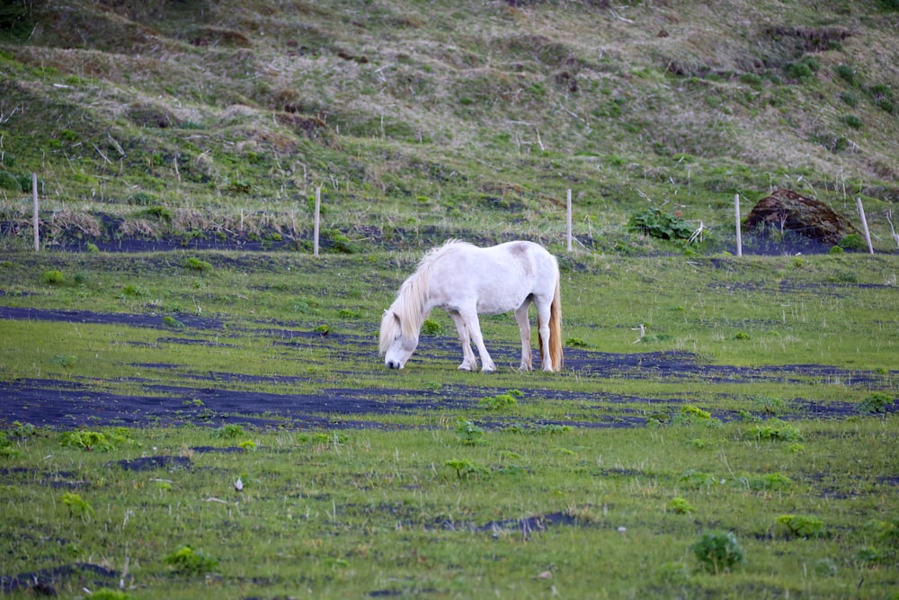 Un caballo blanco comiendo hierba en un campo