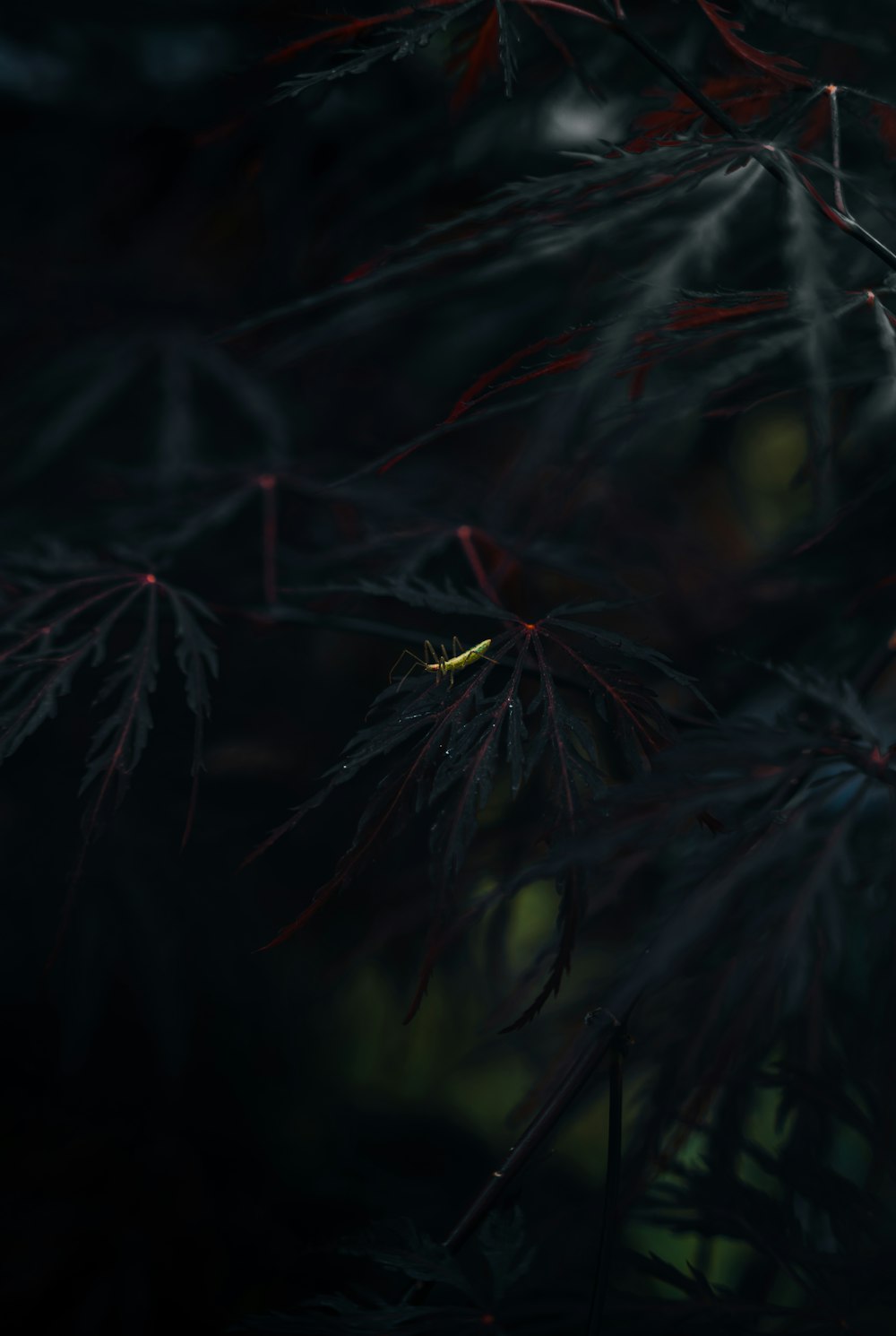 a yellow bug sitting on top of a tree branch