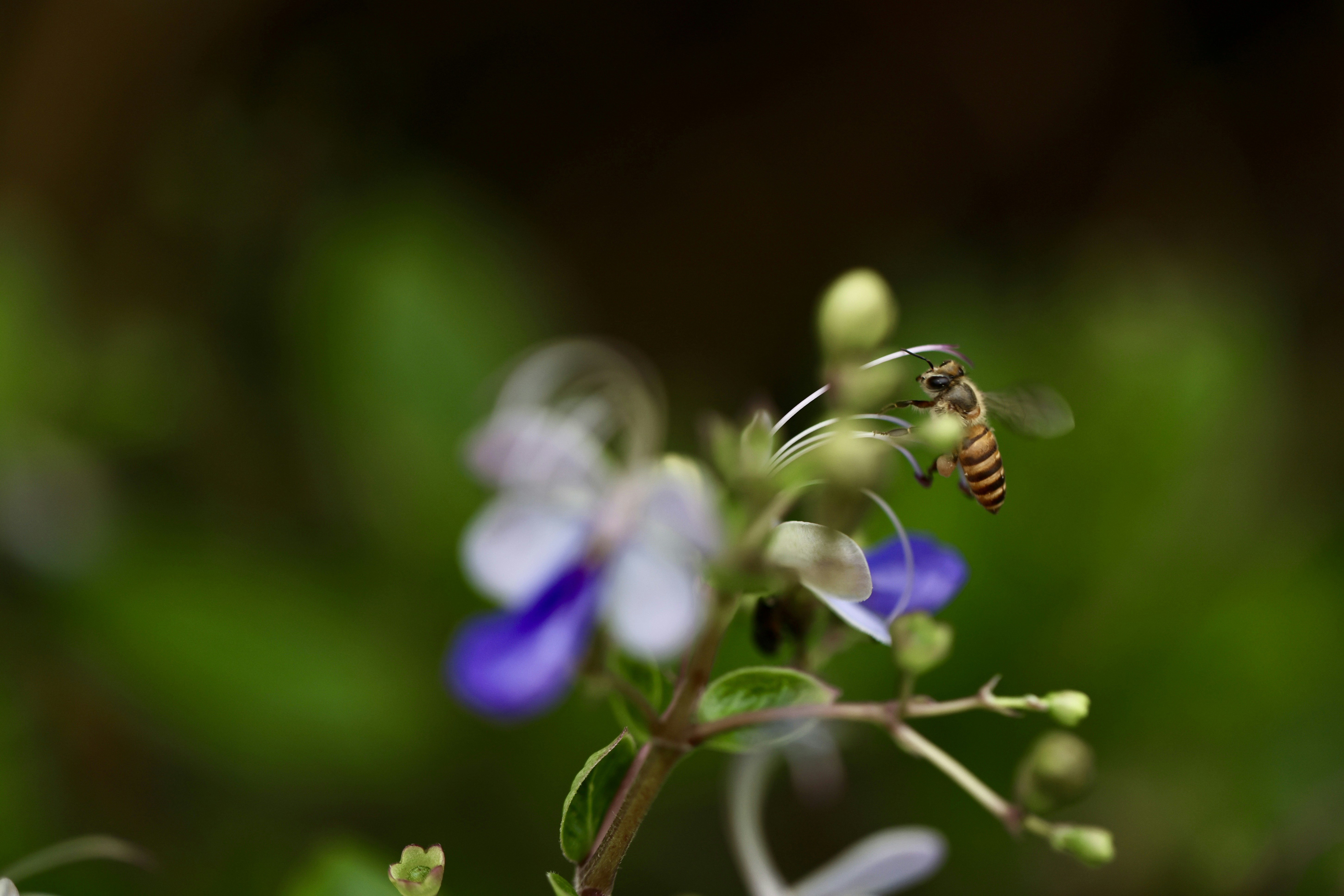 Photo by dickenslin76