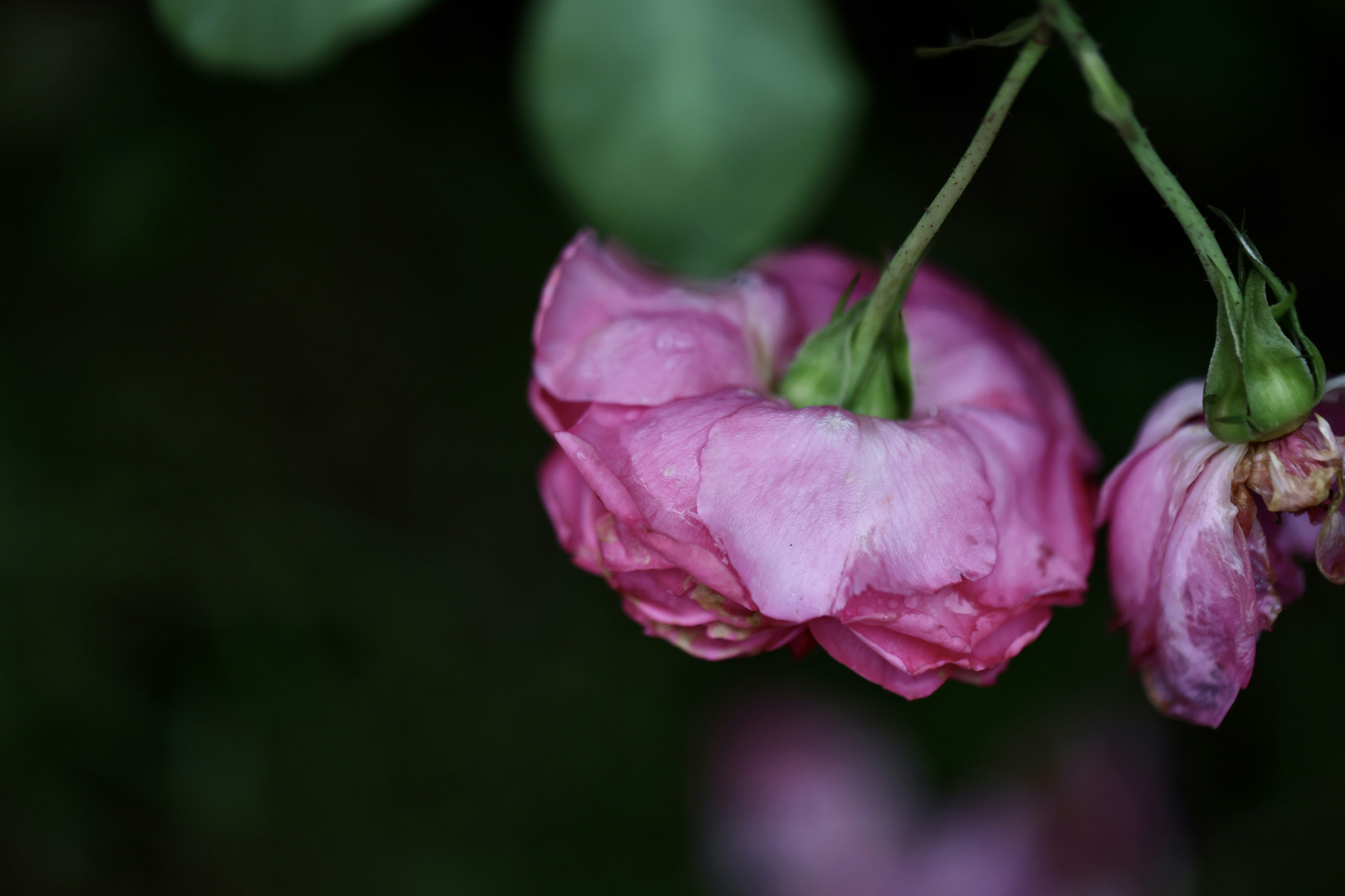 Photo by dickenslin76