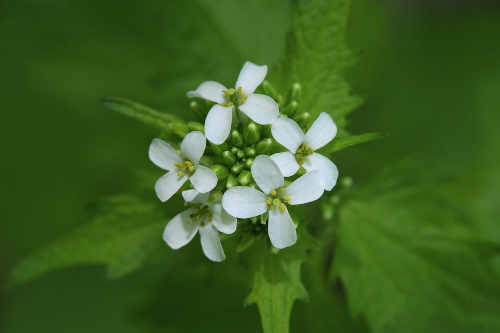 a close up of a white flower with green leaves