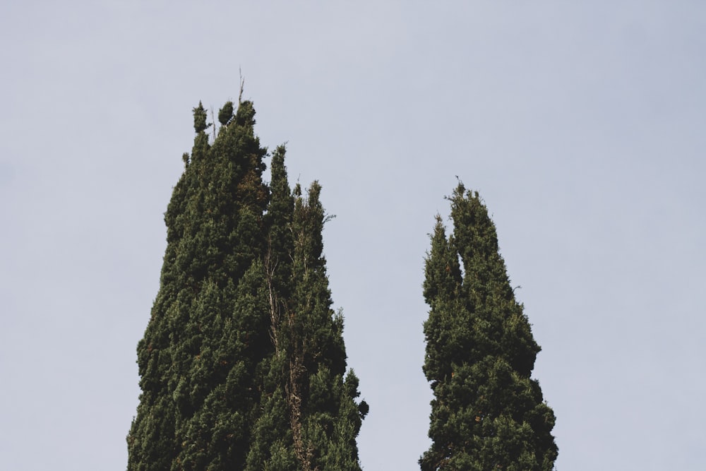 a couple of tall trees sitting next to each other