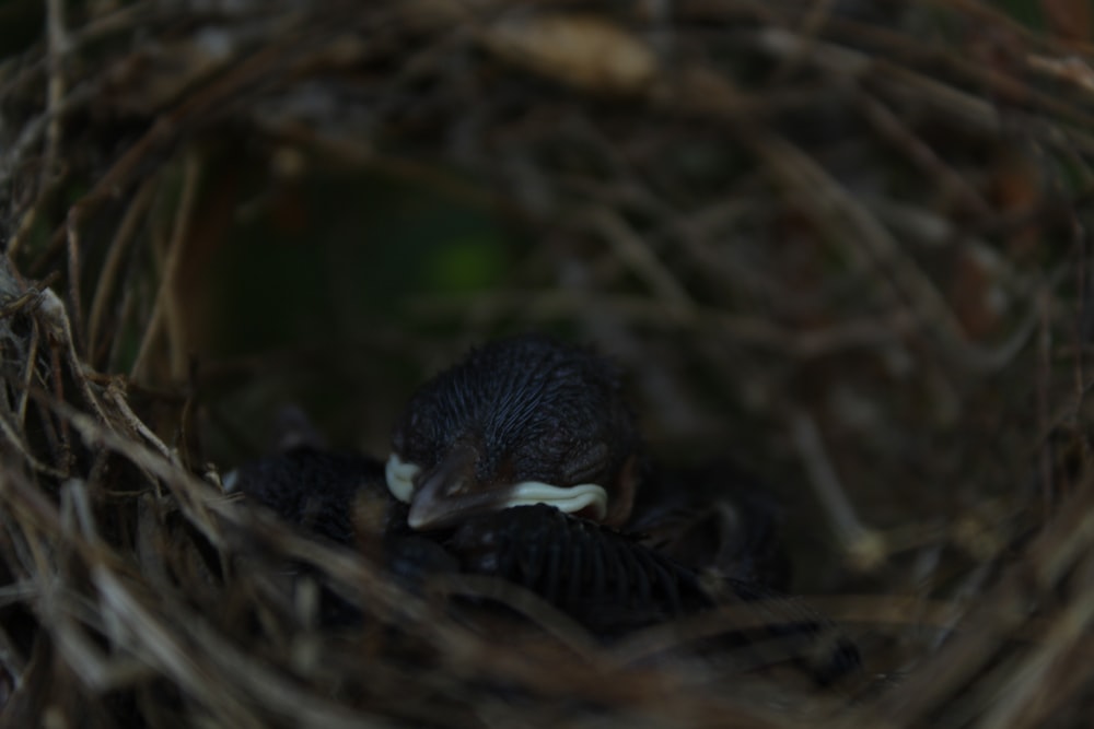 a baby bird is sitting in a nest