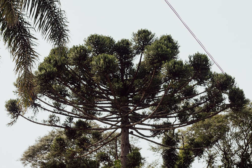 a large pine tree with lots of green leaves