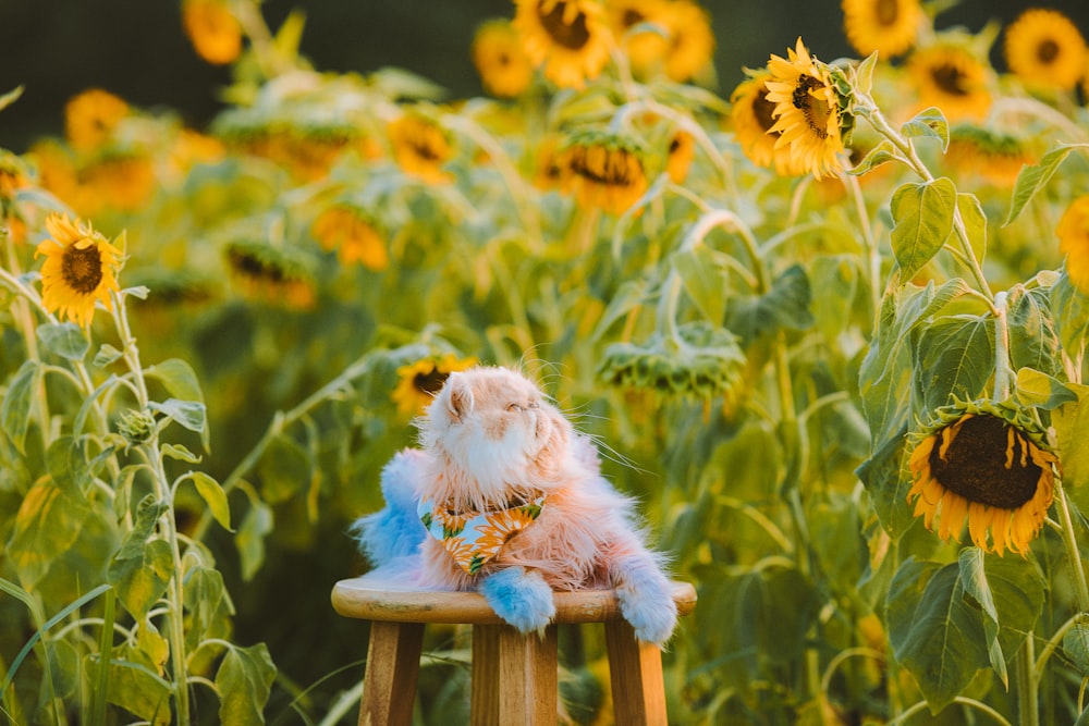 a cat sitting on top of a wooden chair in a field of sunflowers