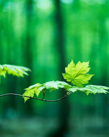 a green leaf on a branch in a forest