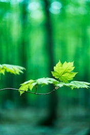 a green leaf on a branch in a forest