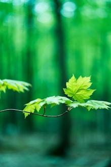 a green leaf on a branch in a forest