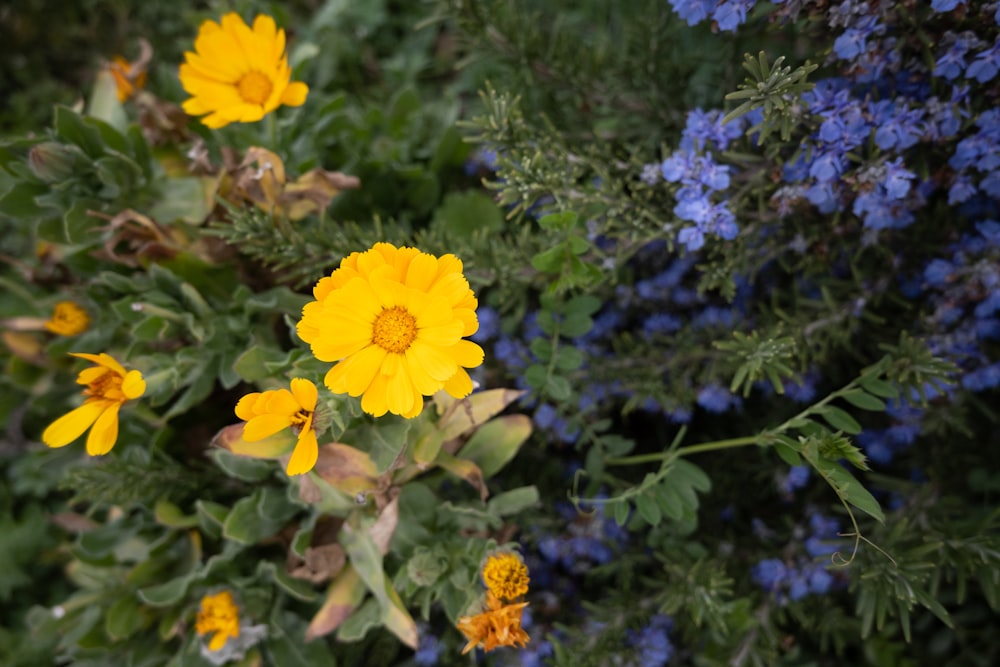 a bunch of yellow and blue flowers in a field