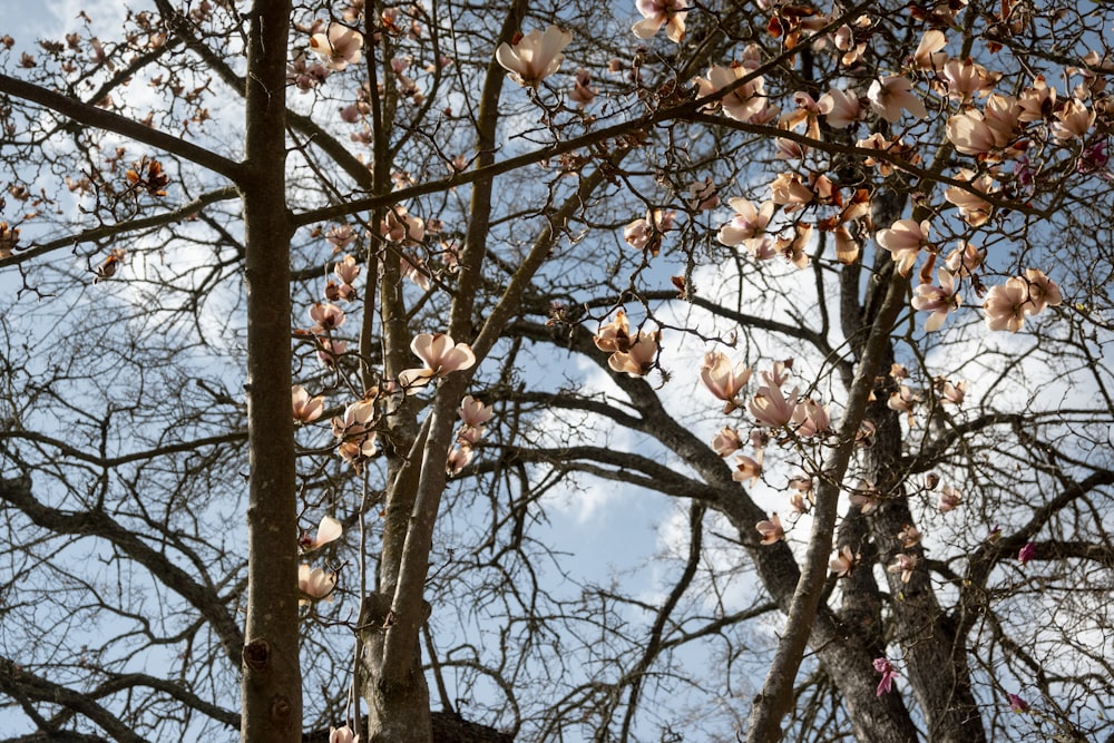 uma árvore com muitas flores sobre ela