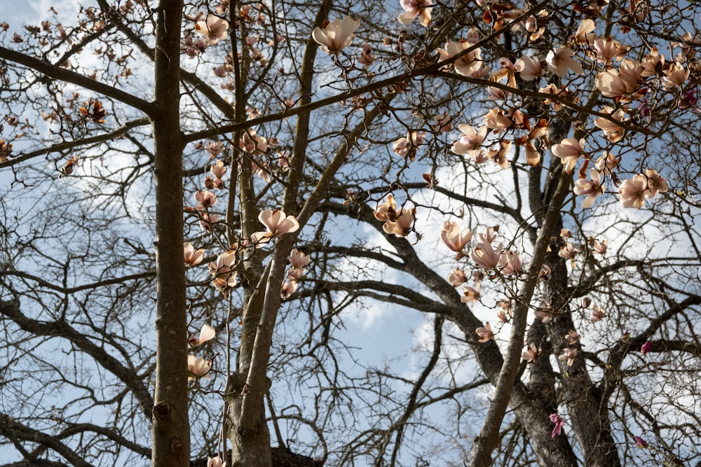 a tree with a lot of flowers on it