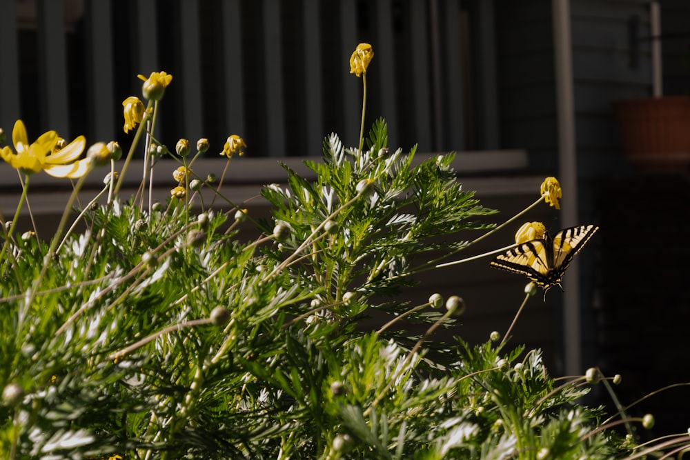 a yellow butterfly sitting on top of a green plant