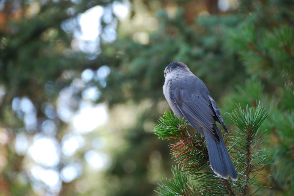 um pássaro empoleirado no topo de um pinheiro