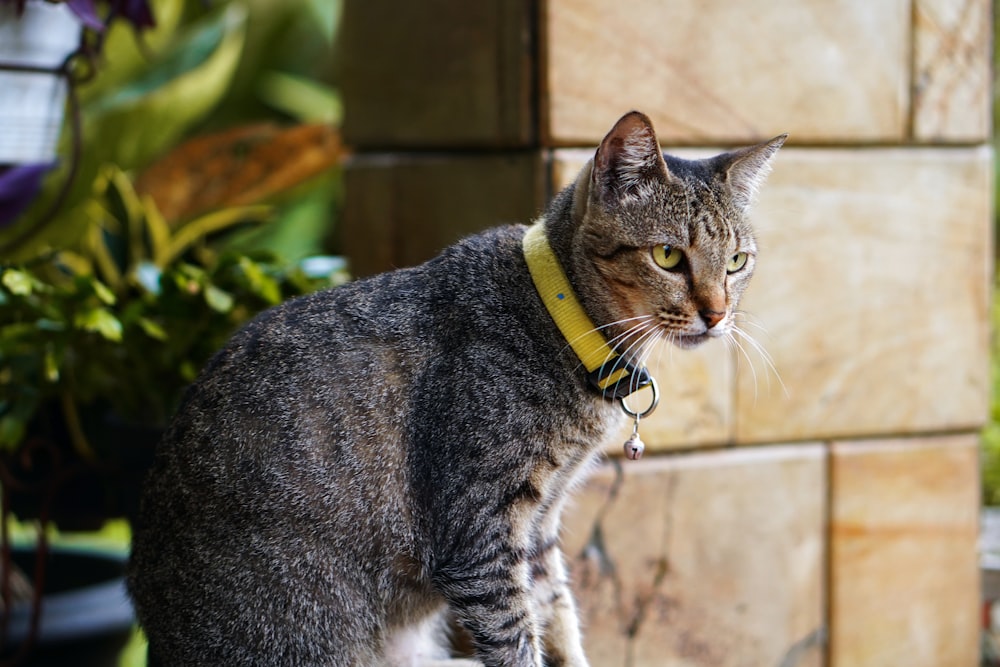 Un gatto con un collare giallo in piedi su una sporgenza