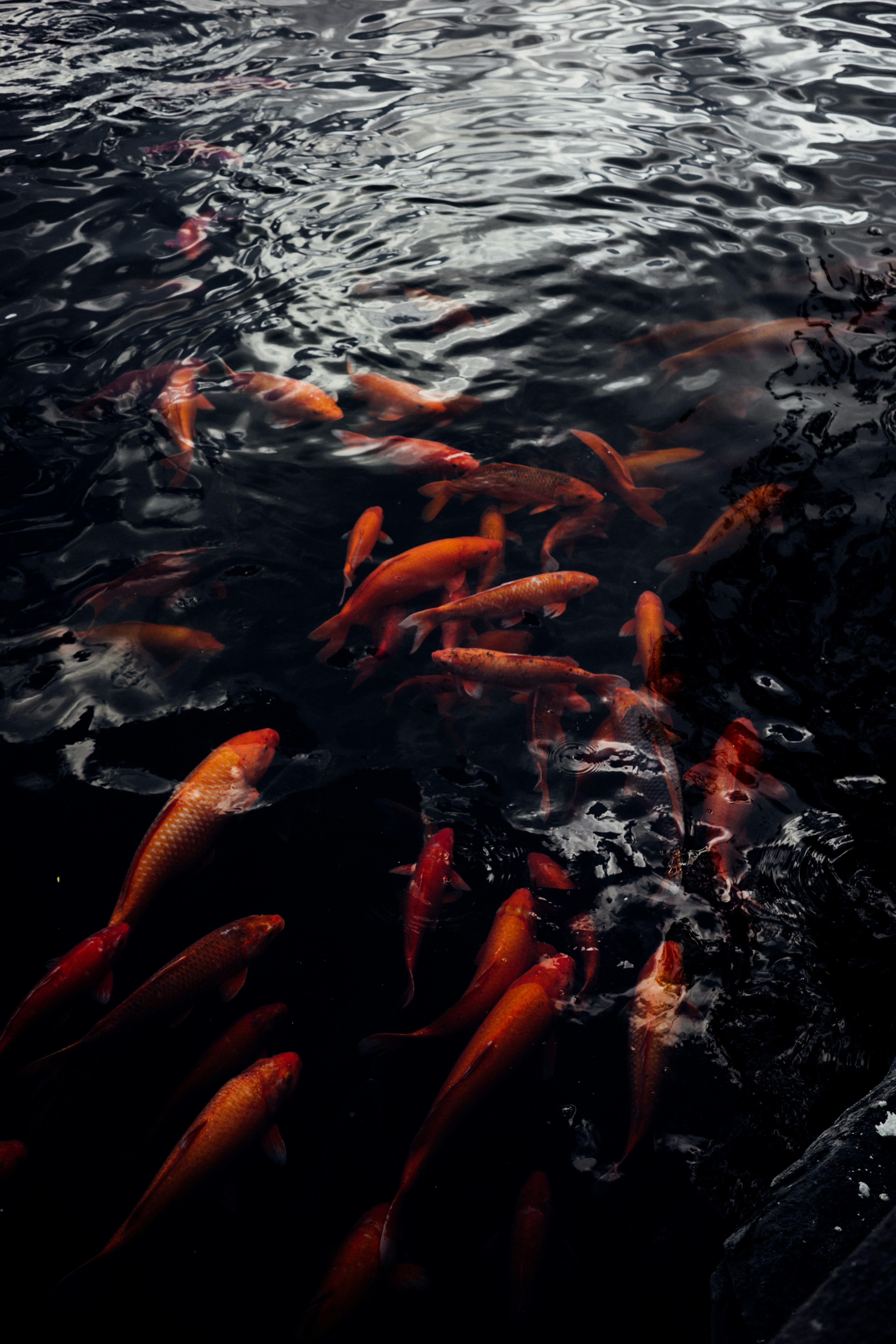 a group of fish swimming in a body of water