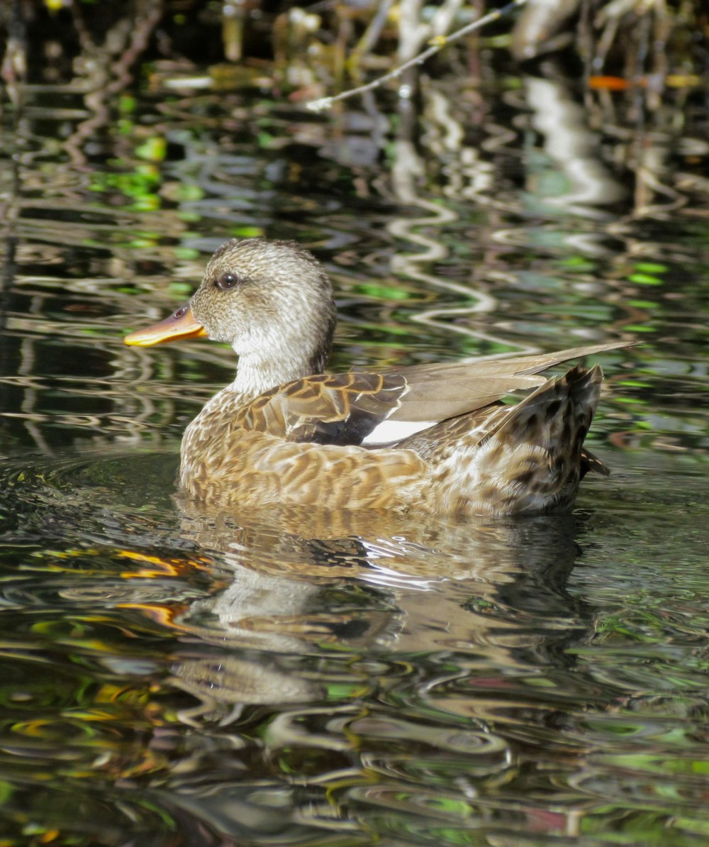 a duck floating on top of a body of water