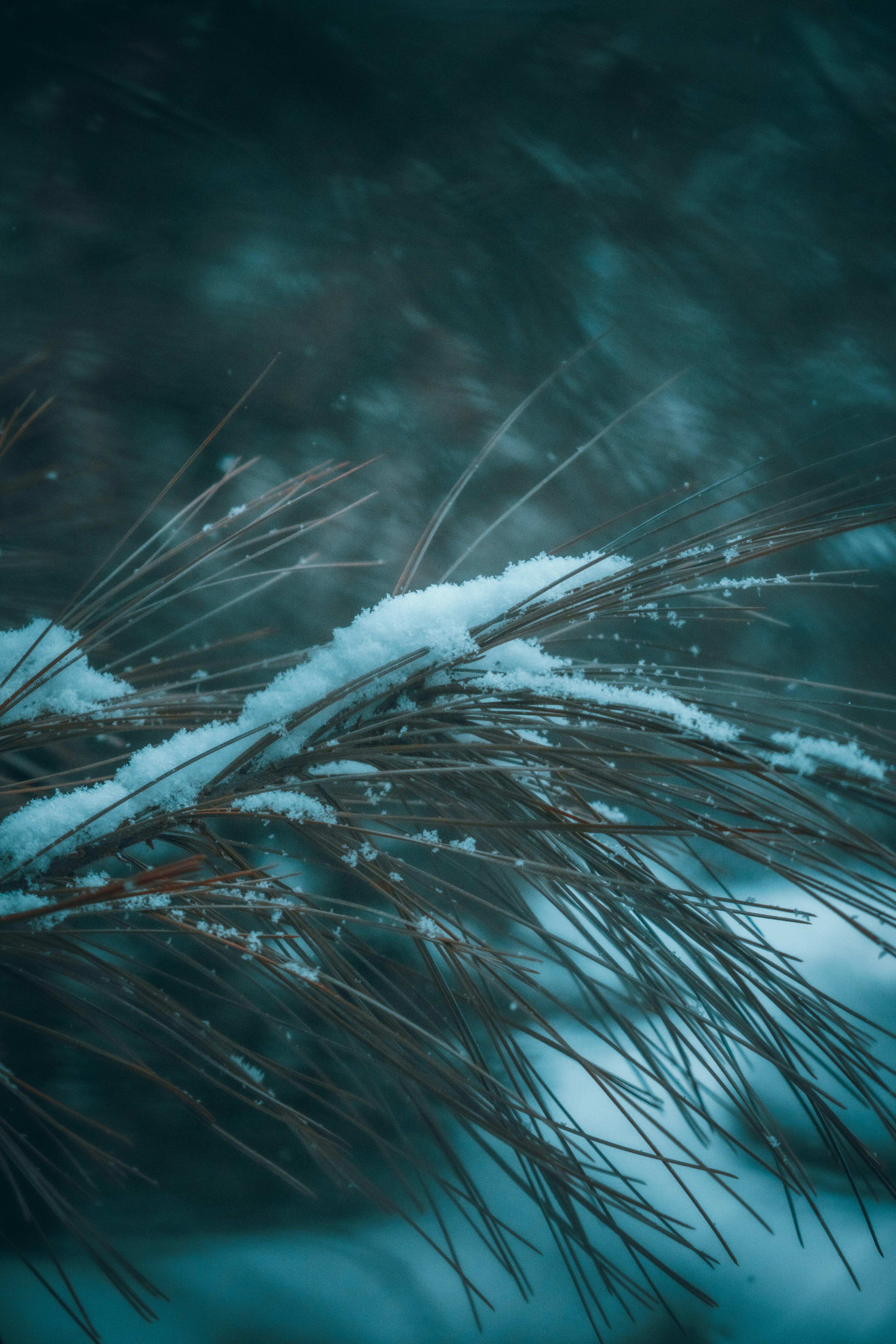 a pine tree branch with snow on it