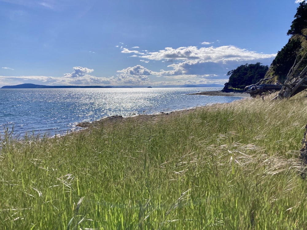 a grassy field next to a body of water