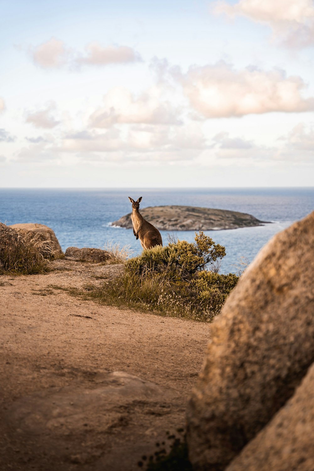 a kangaroo standing on top of a dirt field next to the ocean