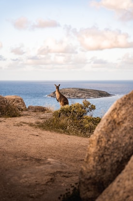A kangaroo stands on a rocky terrain overlooking the ocean, with an island visible in the background. The sky is filled with scattered clouds, creating a serene and picturesque scene.