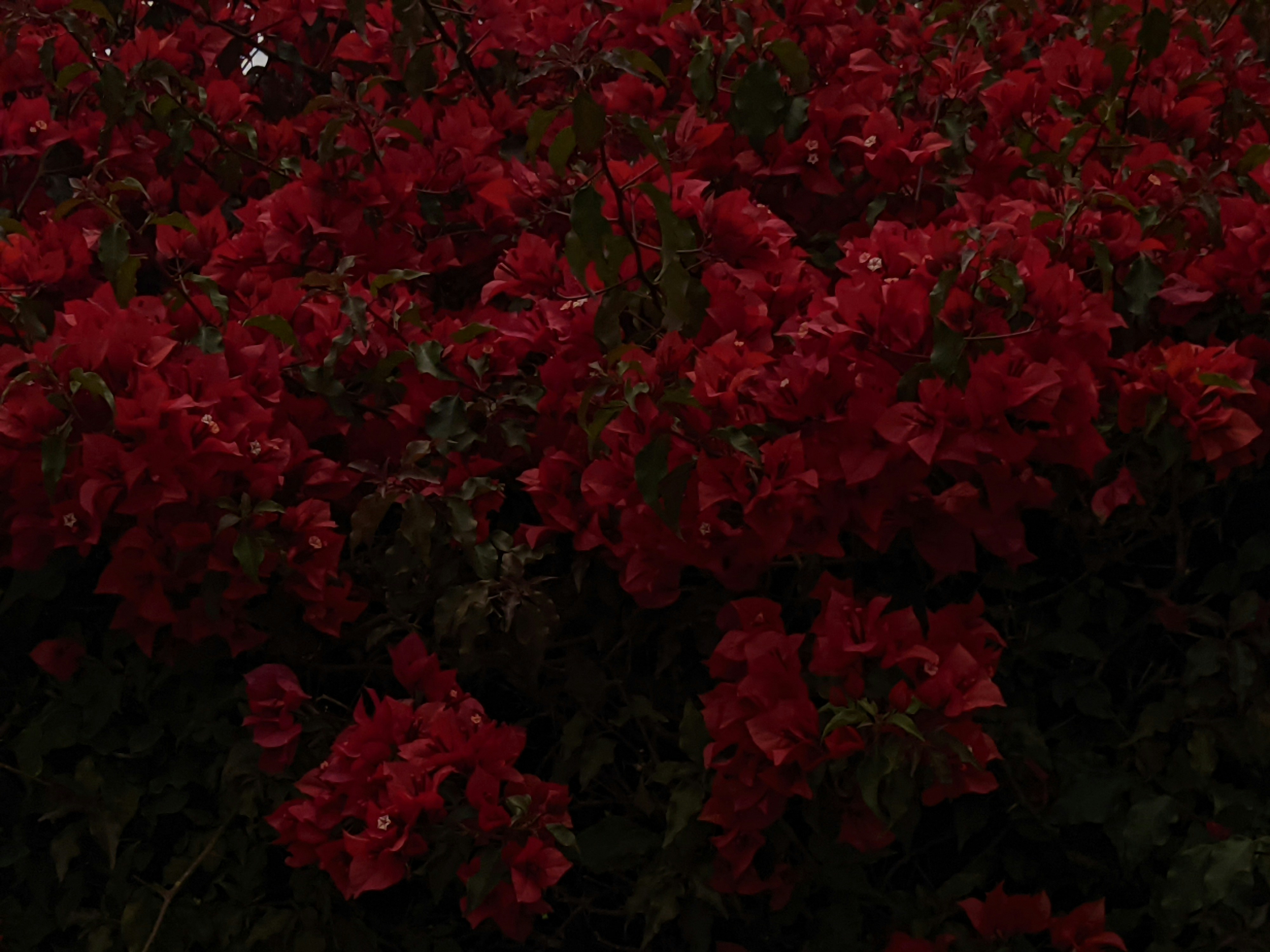 a bunch of red flowers that are in the grass