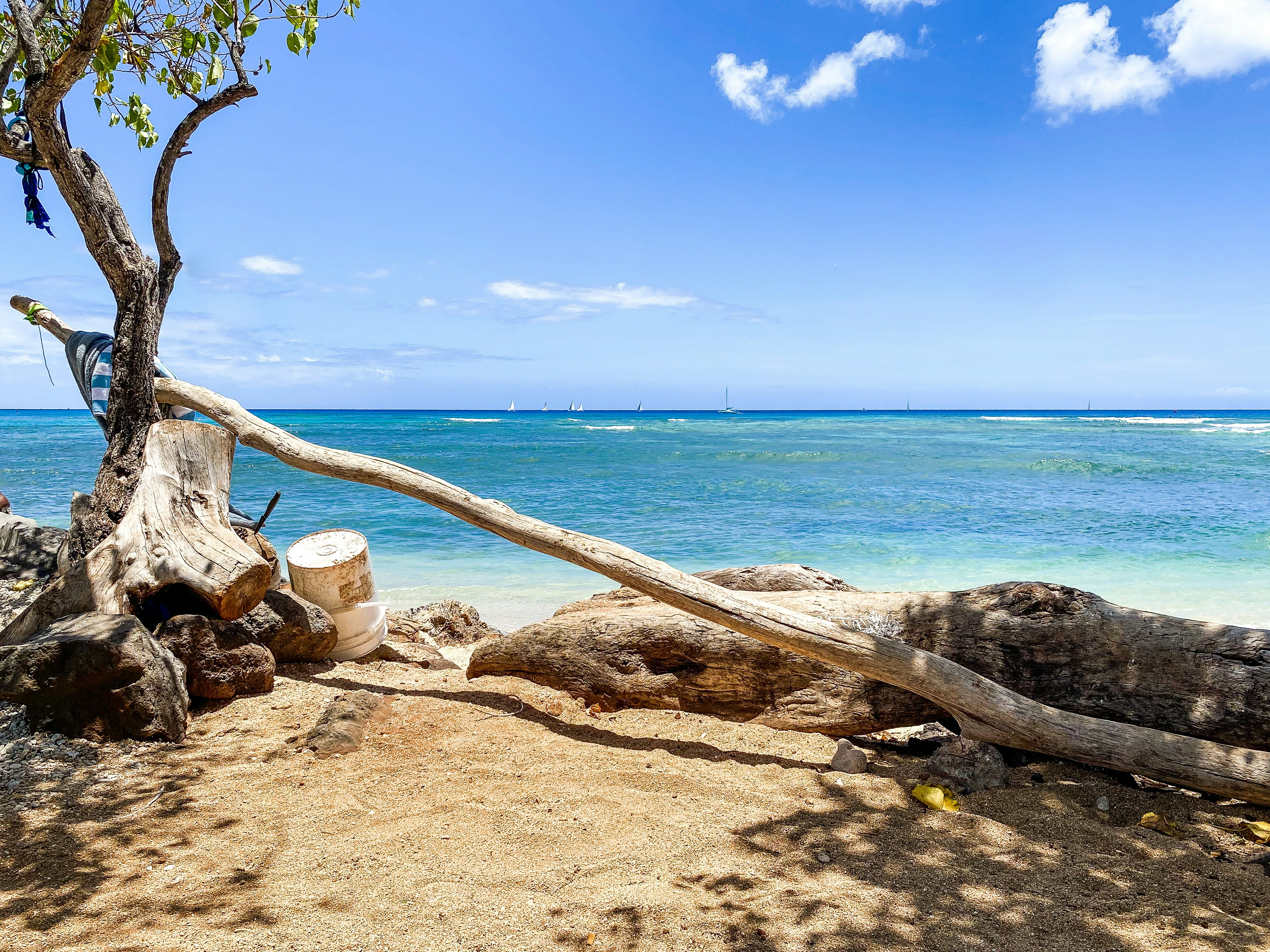 a tree that is sitting on a beach, 