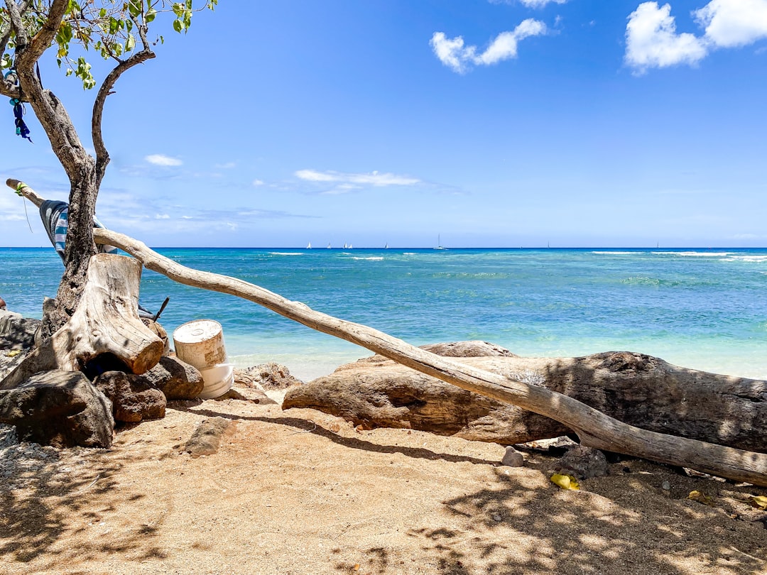 a tree that is sitting on a beach,