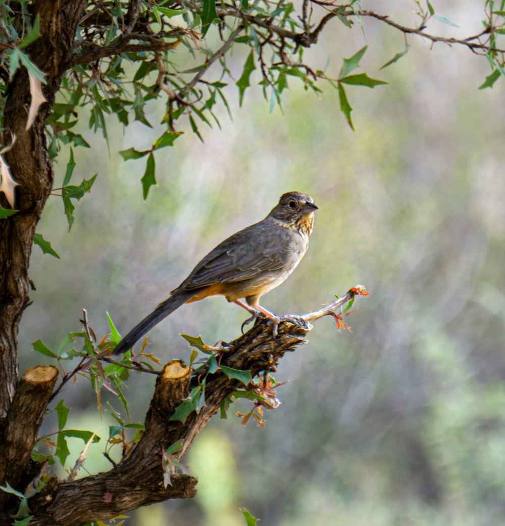 a bird perched on a branch of a tree