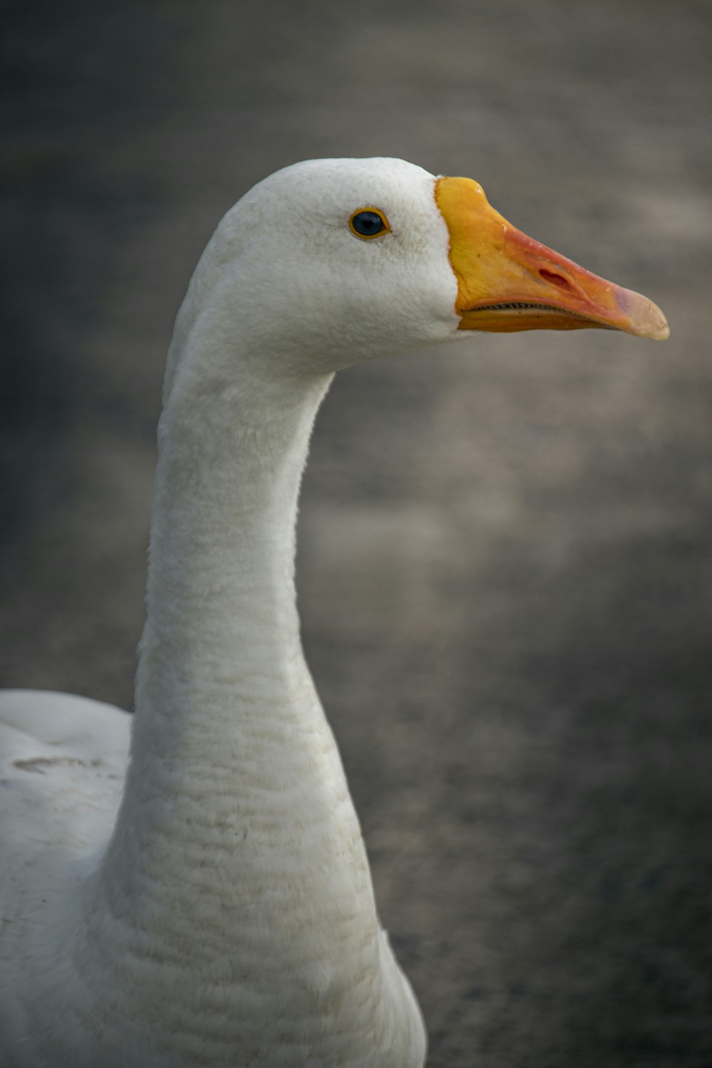 a close up of a white duck with a yellow beak