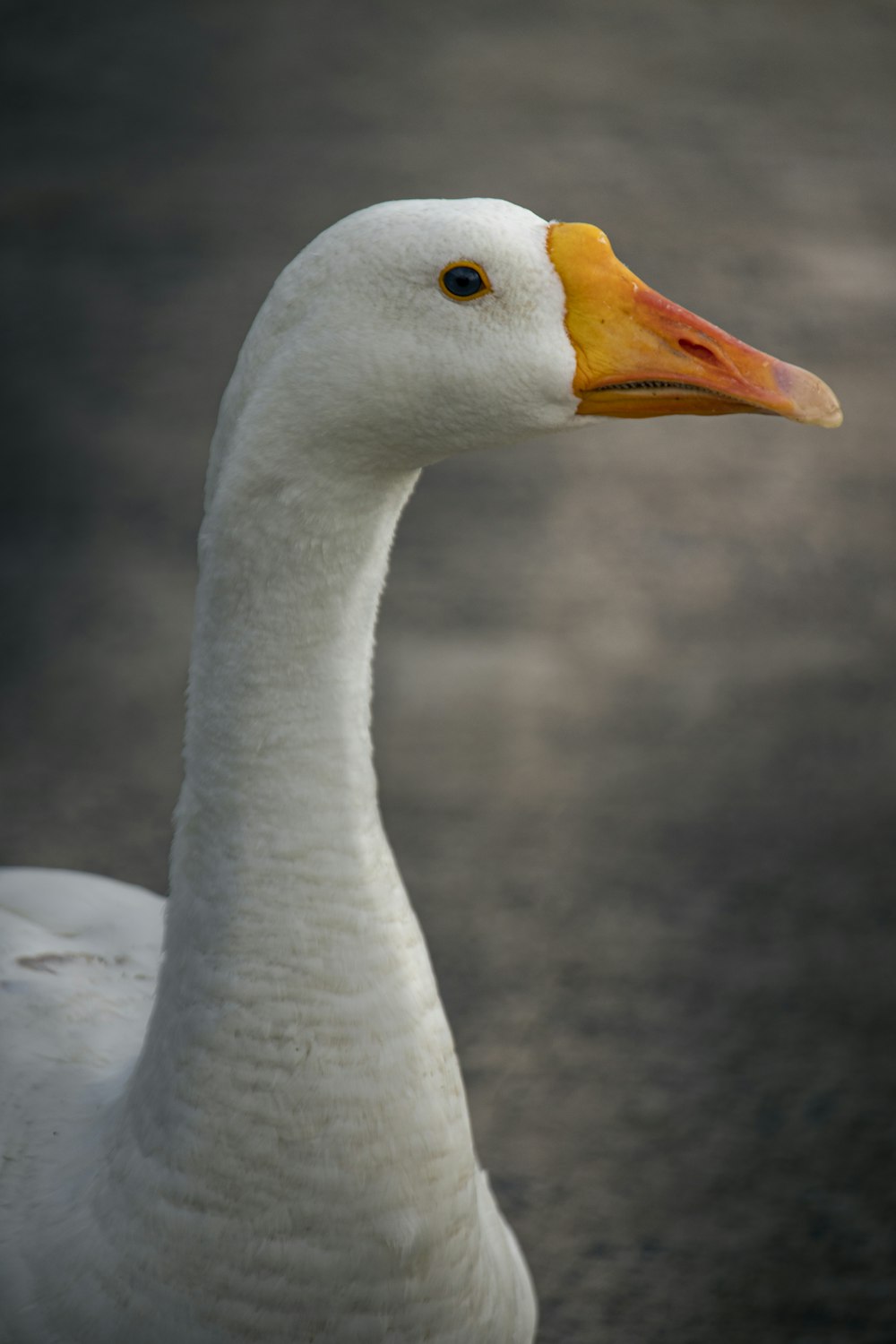 Nahaufnahme einer weißen Ente mit gelbem Schnabel