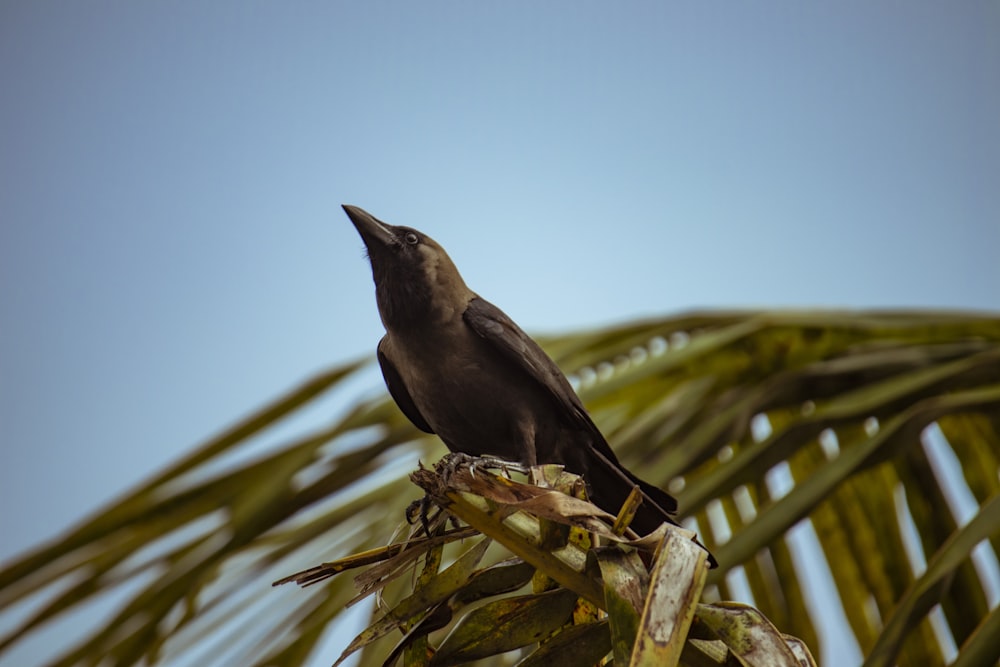 a black bird sitting on top of a palm tree