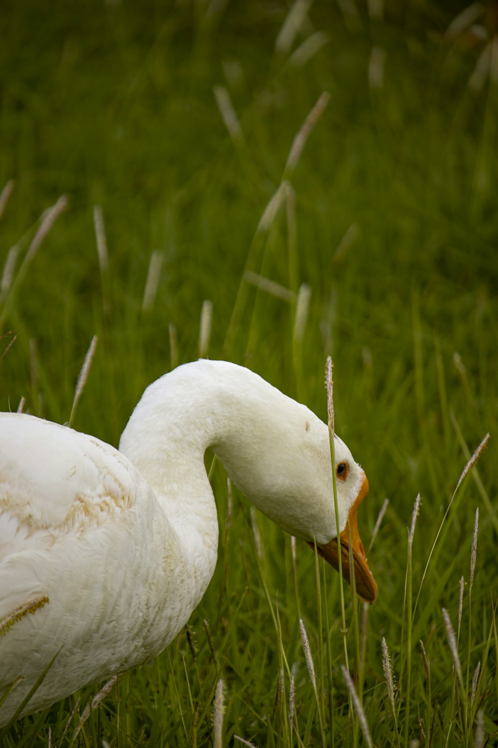 Eine weiße Ente steht im Gras