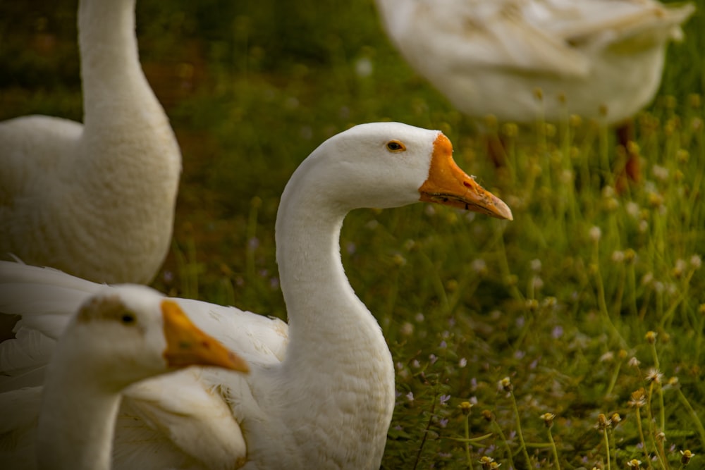 a group of white ducks standing on top of a lush green field