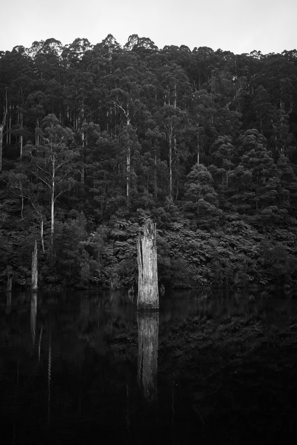 Una foto en blanco y negro de un lago rodeado de árboles
