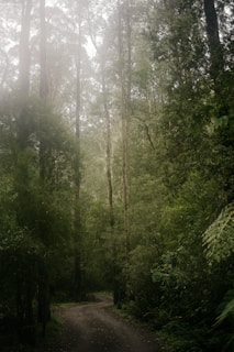 A winding mountain trail disappearing into a misty forest, inviting quiet reflection.