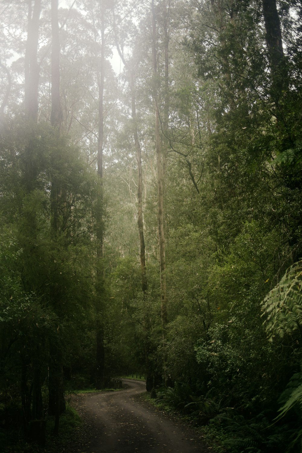 Un árbol en un bosque