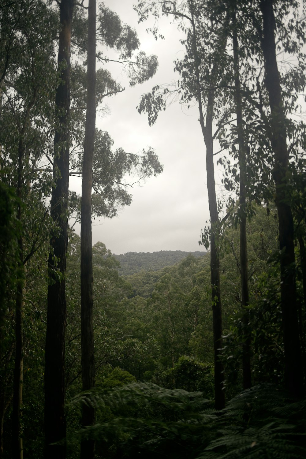 a tree in a forest