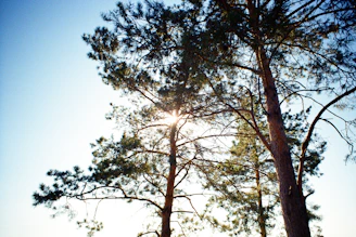 A serene morning view of tall pine trees with sunlight filtering through at Hidden Pines campground.
