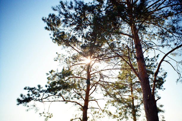 A serene morning view of tall pine trees with sunlight filtering through at Hidden Pines campground.