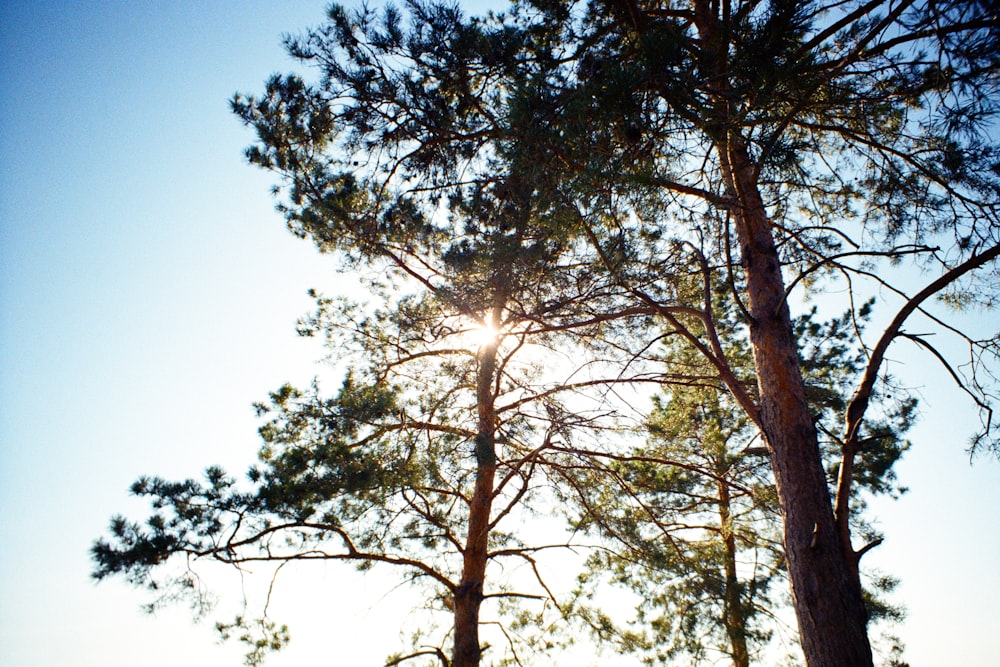 Il sole splende tra i rami di un pino