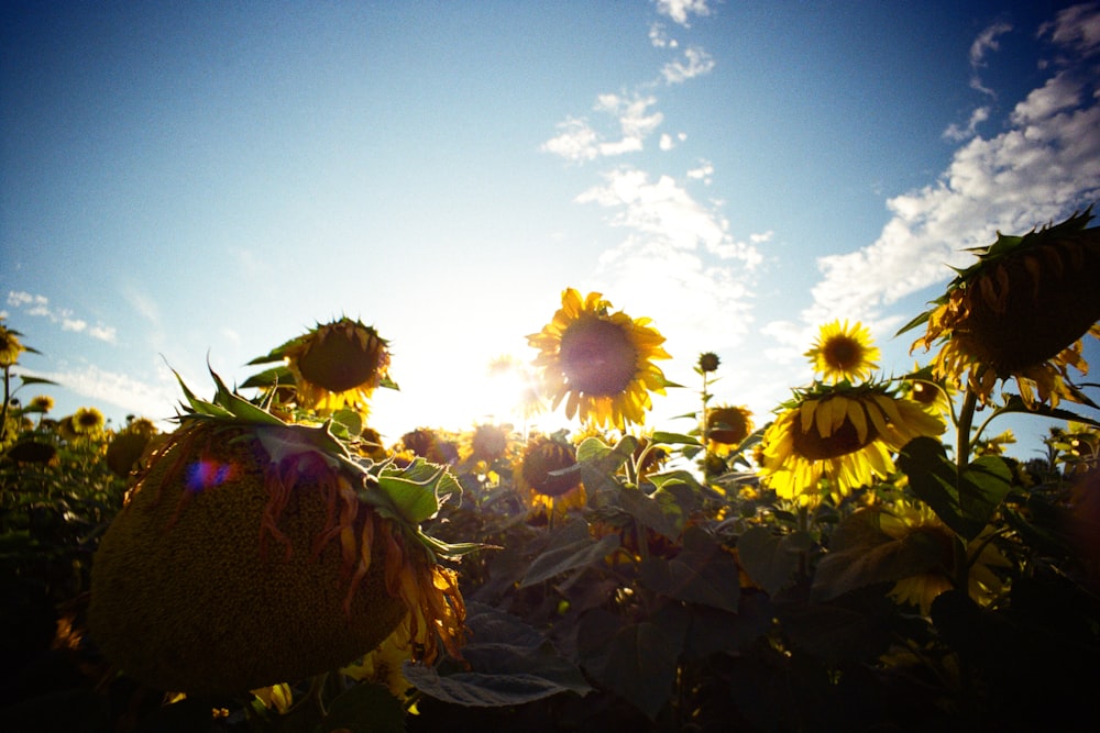 a field of sunflowers with the sun shining through the clouds