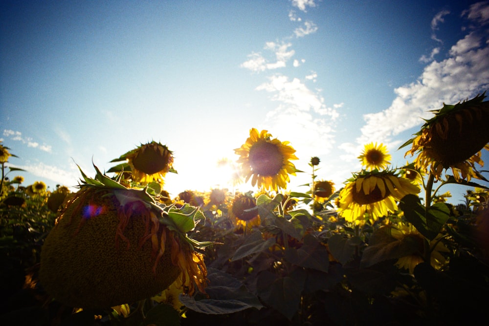 Ein Sonnenblumenfeld mit der Sonne, die durch die Wolken scheint