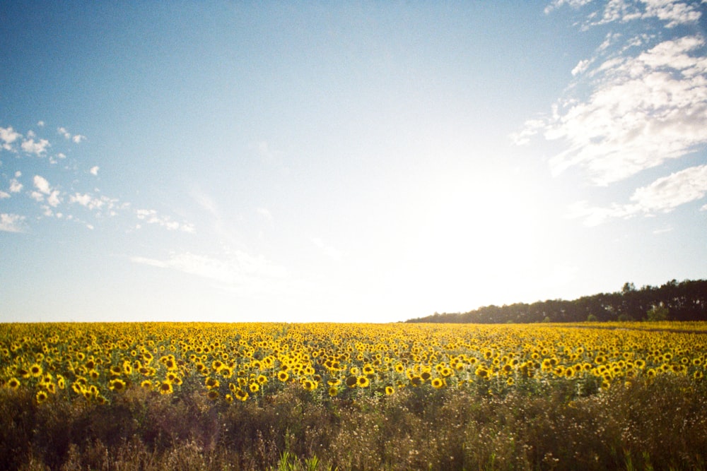 a large field of sunflowers under a blue sky