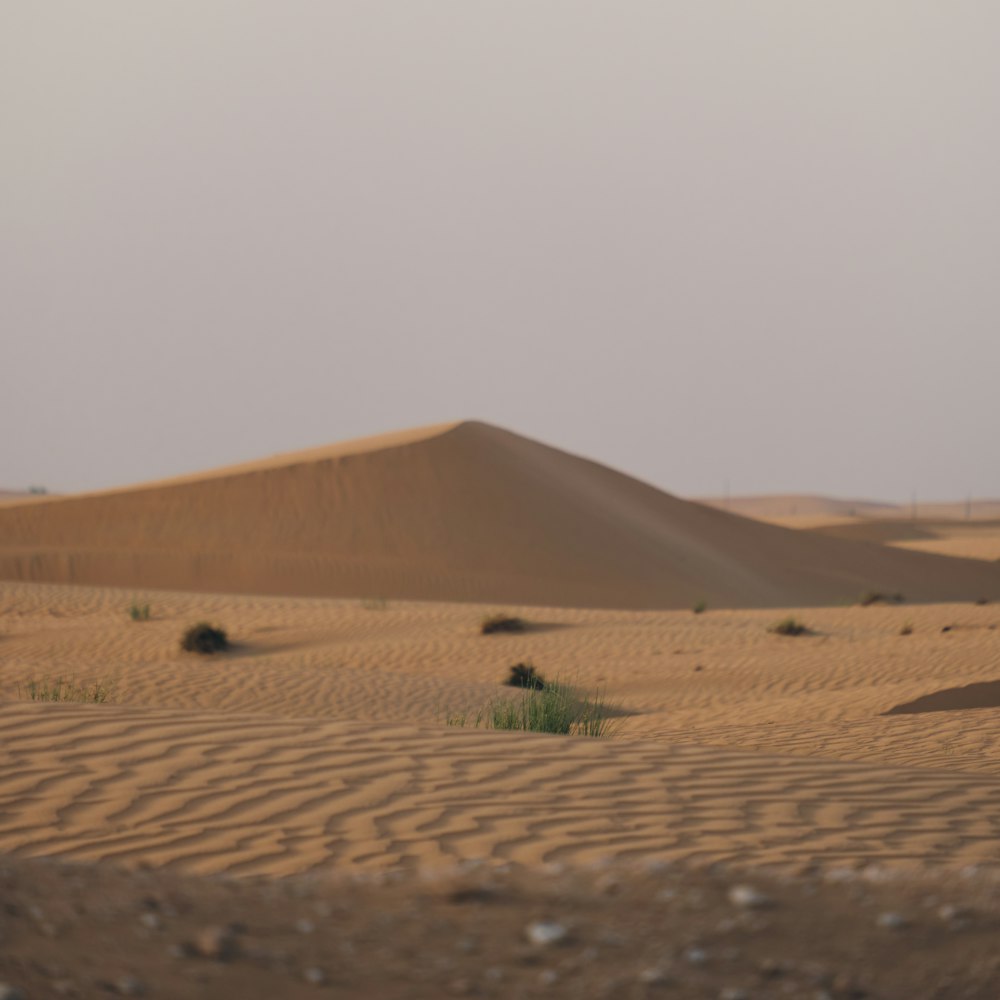 a close up of a desert