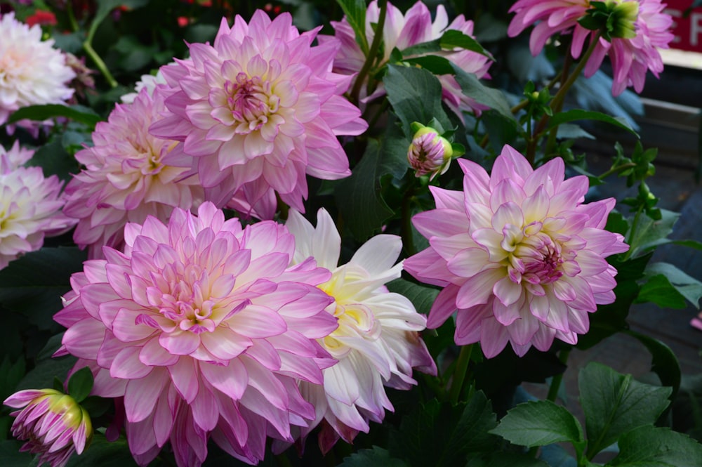 a bunch of pink and white flowers in a garden